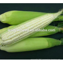 MCO02 Keba high yield hybrid white waxy corn seeds, glutinous corn seeds